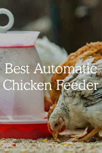 Best Automatic Chicken Feeders in 2022 (Reviews and Comparison)