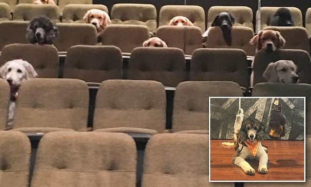 Picture of a dozen service dogs watching Canadian theater production of Billy Elliot goes viral