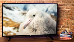 TCL 4-Series vs Amazon Fire TV 4-Series: Roku or Alexa?