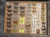 A Fine Early 20th Century Lepidopterist Display Case
