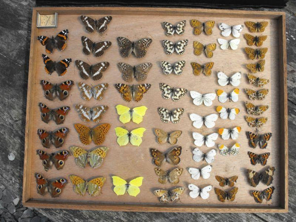 A Fine Early 20th Century Lepidopterist Display Case